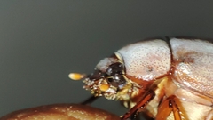 Scarabaeidae