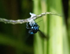 Thyreus nitidulus quartinae