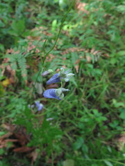 Aconitum stoloniferum