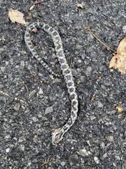 Pantherophis alleghaniensis