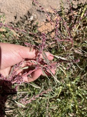 Amaranthus fimbriatus