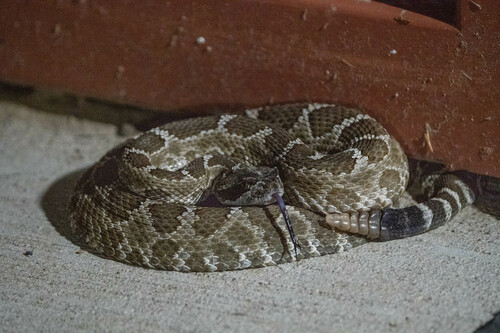 iNaturalist observation photo of Northern Pacific Rattlesnake