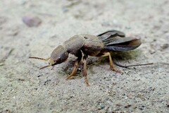 Platydracus maculosus