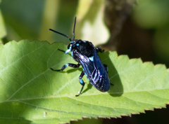 Thyreus nitidulus quartinae