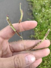 Paspalum fimbriatum