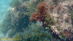 Ericaria selaginoides