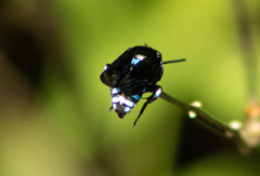 Thyreus nitidulus quartinae