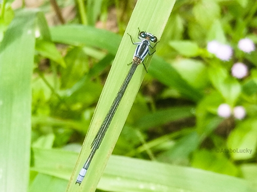 Powder-faced Sprite