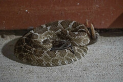 Crotalus oreganus oreganus