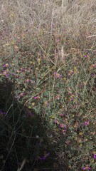 Anthidium