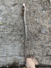 Pantherophis alleghaniensis