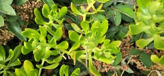 Sedum praealtum