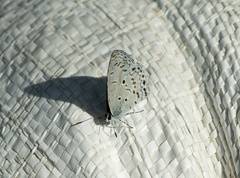 Celastrina lavendularis