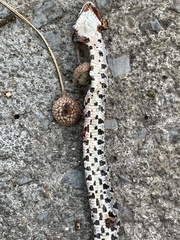 Pantherophis alleghaniensis