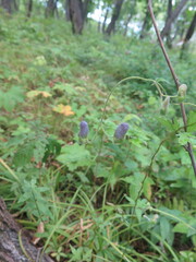 Aconitum stoloniferum