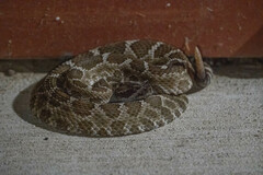 Crotalus oreganus oreganus