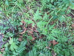 Aconitum stoloniferum