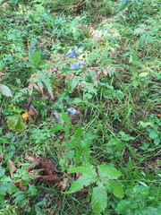 Aconitum stoloniferum