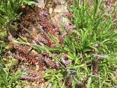 Anthyllis vulneraria