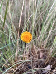 Xerochrysum bracteatum