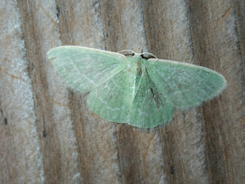 iNaturalist observation photo of Wavy-lined Emerald