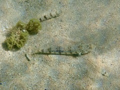 Synodus dermatogenys