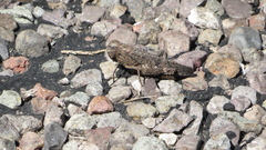 Arphia pseudonietana