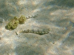 Synodus dermatogenys