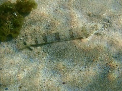 Synodus dermatogenys