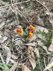 Platylobium obtusangulum