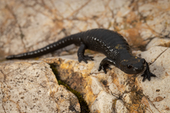 Salamandra atra pasubiensis