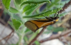 Philobota arabella