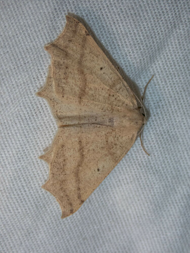 iNaturalist observation photo of October Thorn