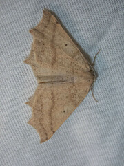 Tetracis jubararia
