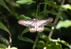 Ideopsis vitrea