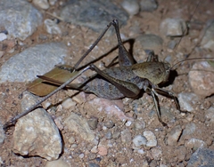 Thyreonotus corsicus