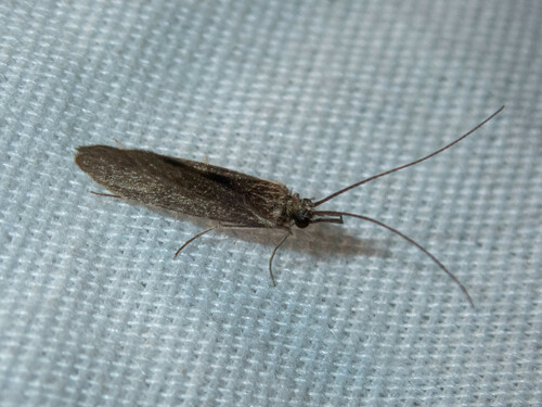 iNaturalist observation photo of Bizarre Caddisflies