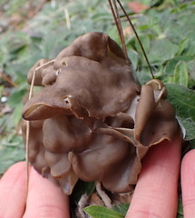 Helvella lacunosa