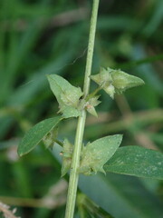 Atriplex prostrata