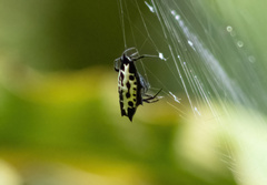Gasteracantha