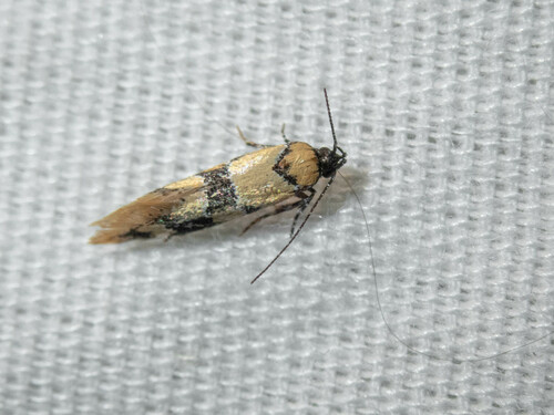 iNaturalist observation photo of Decantha