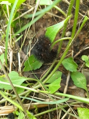 Hypercompe permaculata