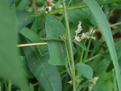 Atriplex prostrata