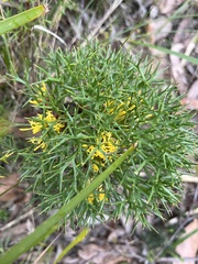 Isopogon ceratophyllus