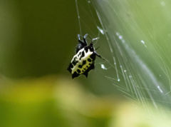 Gasteracantha