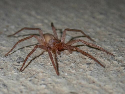 iNaturalist observation photo of Rocky Canyon Spiders