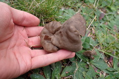 Helvella lacunosa