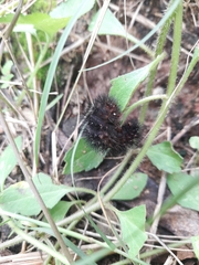 Hypercompe permaculata