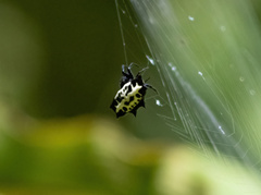 Gasteracantha