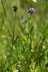 Veronica wormskjoldii